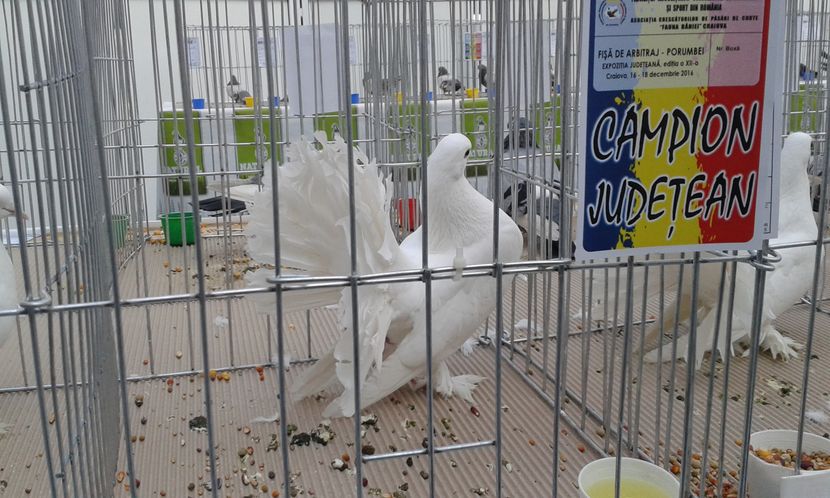  - Expo Craiova - Fauna Baniei 2016