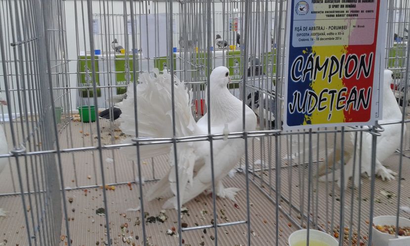  - Expo Craiova - Fauna Baniei 2016