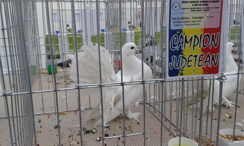  - Expo Craiova - Fauna Baniei 2016