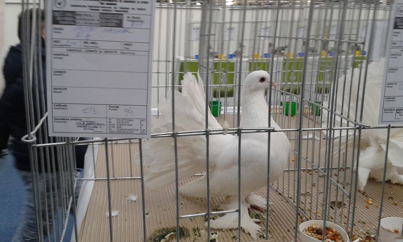  - Expo Craiova - Fauna Baniei 2016