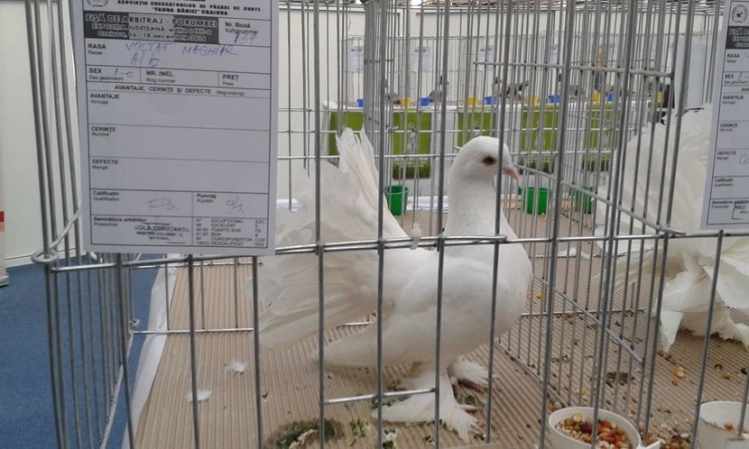  - Expo Craiova - Fauna Baniei 2016