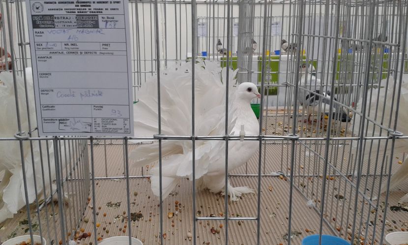  - Expo Craiova - Fauna Baniei 2016
