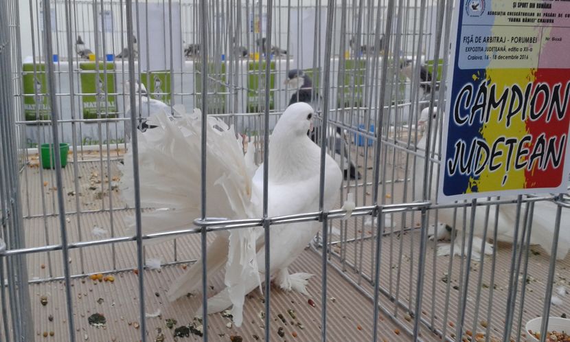 - Expo Craiova - Fauna Baniei 2016