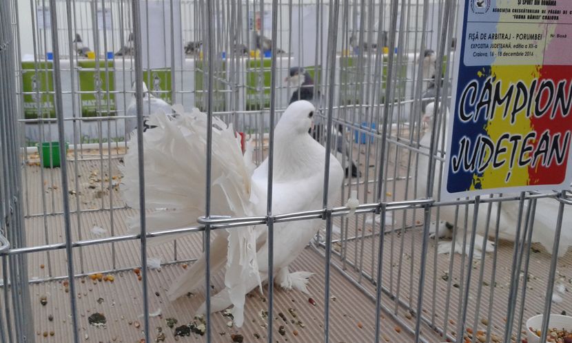  - Expo Craiova - Fauna Baniei 2016
