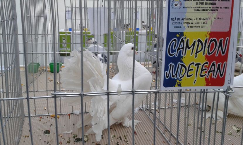  - Expo Craiova - Fauna Baniei 2016