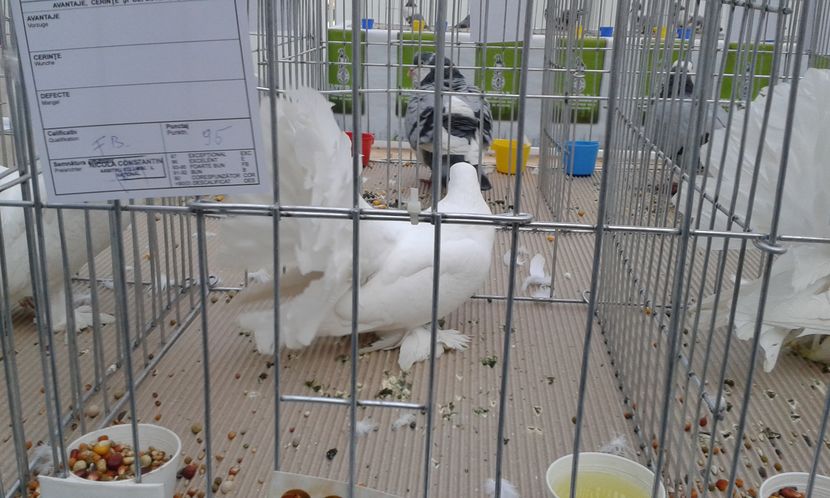  - Expo Craiova - Fauna Baniei 2016