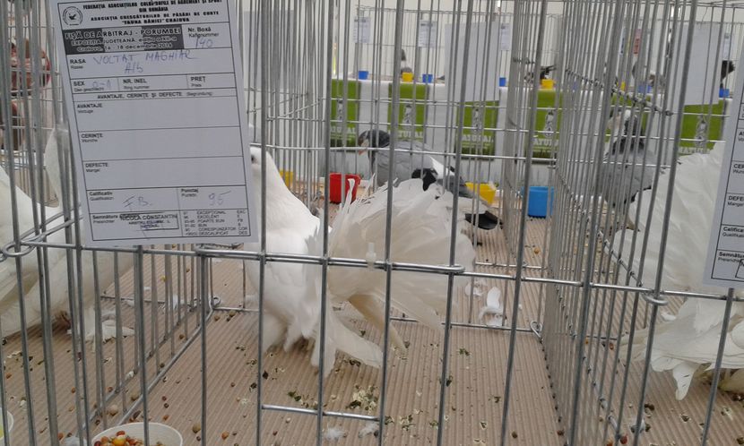 - Expo Craiova - Fauna Baniei 2016