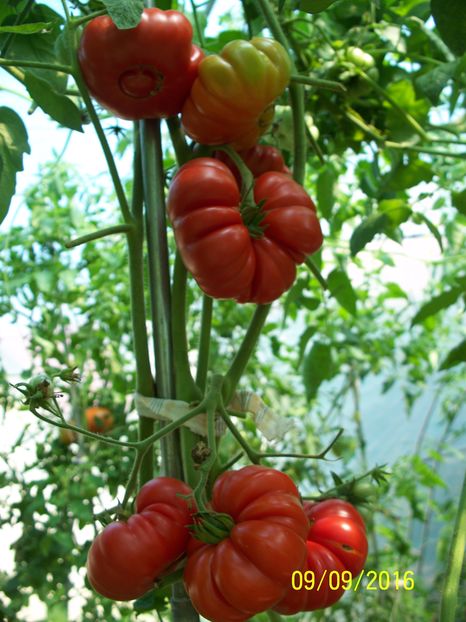 COSTOLUTO FIORENTINO (4)