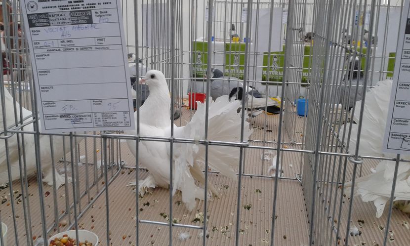  - Expo Craiova - Fauna Baniei 2016