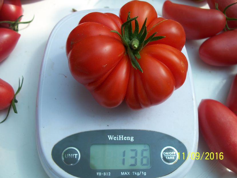 COSTOLUTO FIORENTINO 136