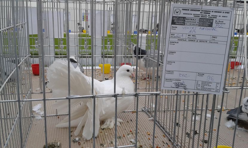  - Expo Craiova - Fauna Baniei 2016