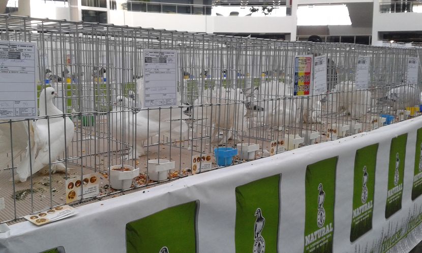  - Expo Craiova - Fauna Baniei 2016