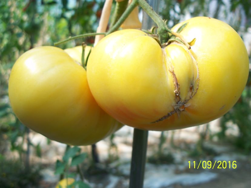 DIXIE GOLDEN GIANT (3)