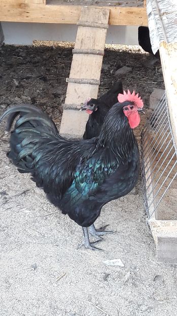 petru 247 - australorp 2016