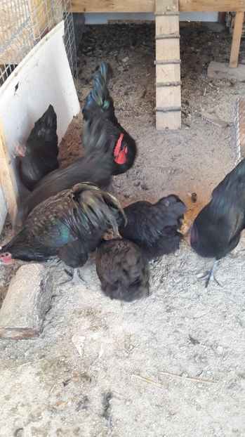 petru 380 - australorp 2016