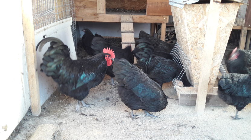 petru 397 - australorp 2016