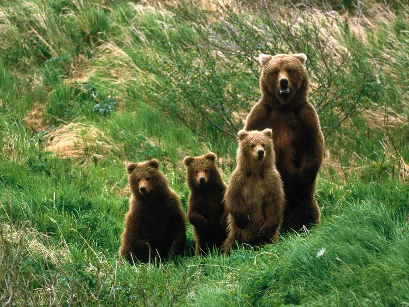 Bear-Scouts-bear-1400x1050 - Animale in lume