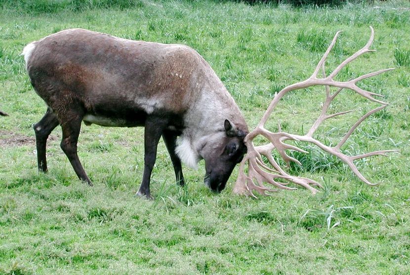 Caribou_using_antlers.0