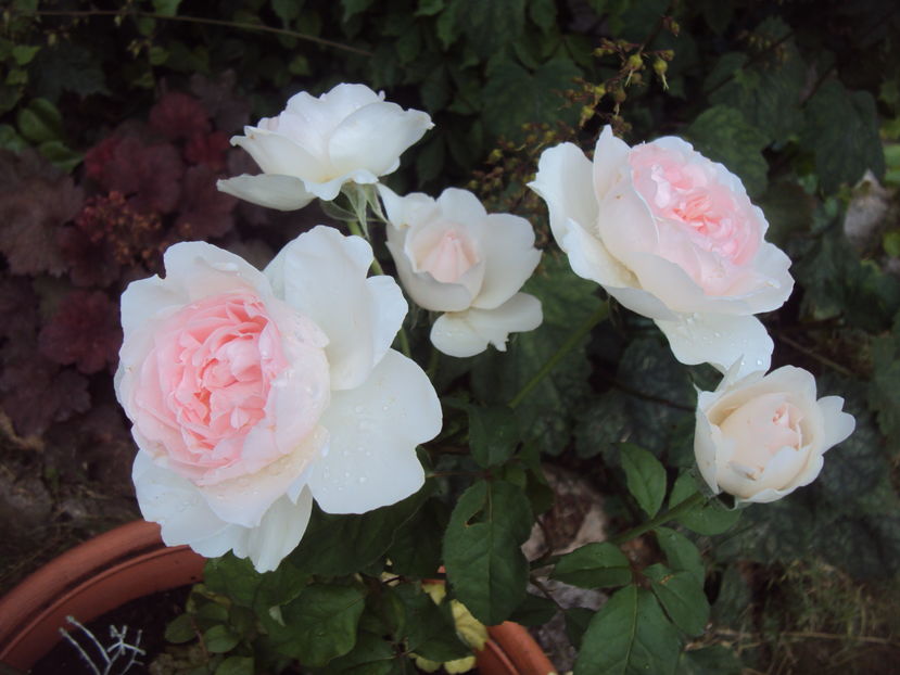 Sharifa Asma; Eugene Rose Society, USA (2001)

Grosse Pointe Rose Society, USA (2000)
