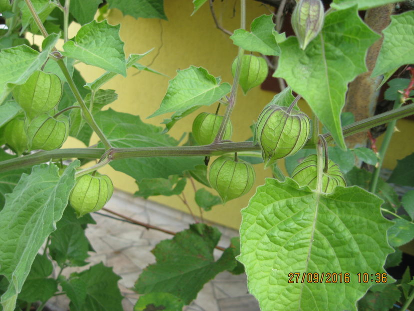 Picture 7468 - 3 PHYSALIS PERUVIANA