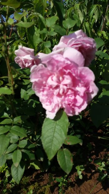  - Cottage rose