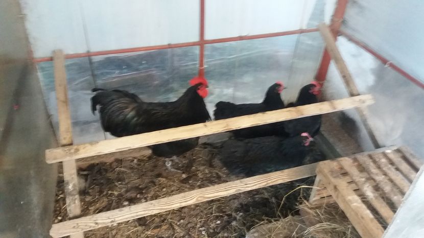  - Z AUSTRALORP 2016