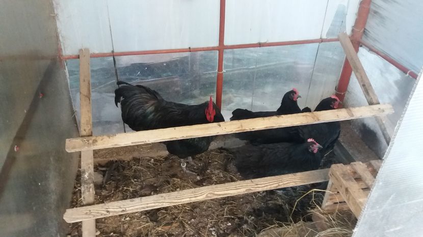  - Z AUSTRALORP 2016