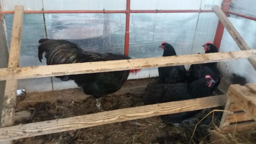  - Z AUSTRALORP 2016