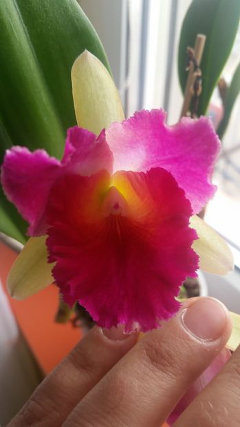 IMG-20161219-WA0007; Prima mea cattleya
