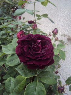Souvenir du Dr Jamain - 1 TRANDAFIRI PREMIATI