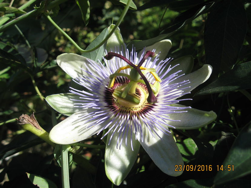 Picture 7439 - Passiflora caerulea