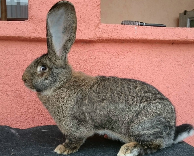 FEMELA 5 UGG MARTIE 2016