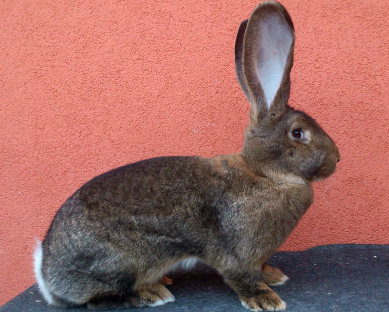 FEMELA 7 UGG 2O15-96 P