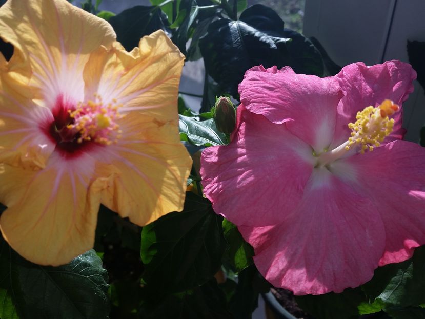  - hibiscus