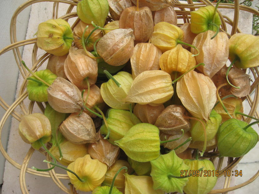 Picture 7464 - 3 PHYSALIS PERUVIANA