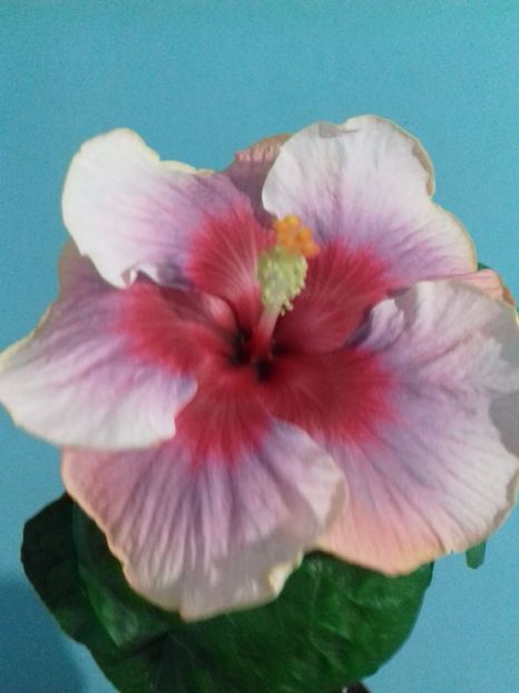  - Hibiscus Something to remember