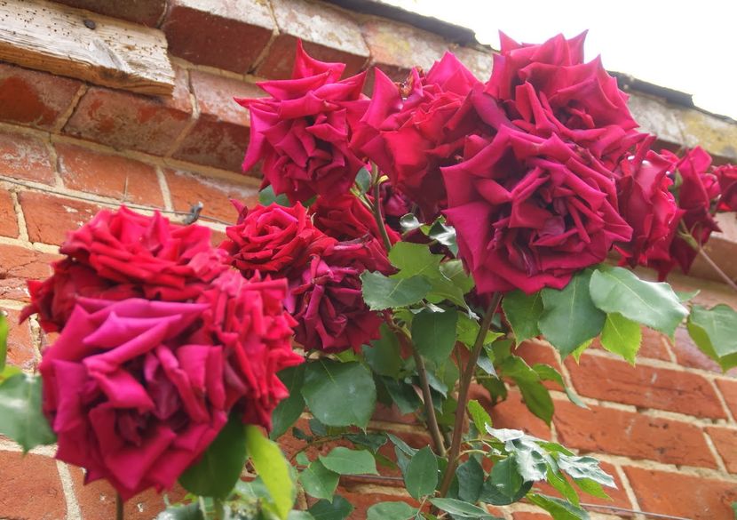 Crimson Glory; Flori mari, de 12-15 cm in diametru, parfum puternic de damasc, buna repetare a infloririi , viguros.
Culoare Rosu
Parfum puternic
Inaltime la maturitate 3.65 m
Rezistenta la inghet (zone USDA) 4, 5, 
