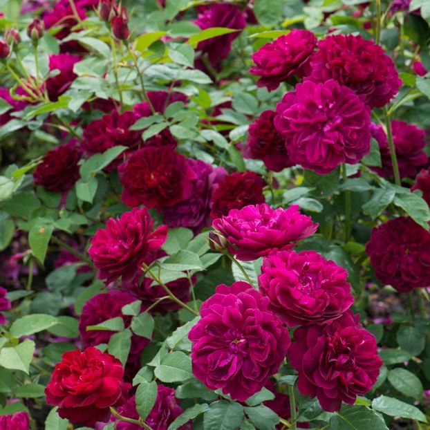 Darcey_Bussell