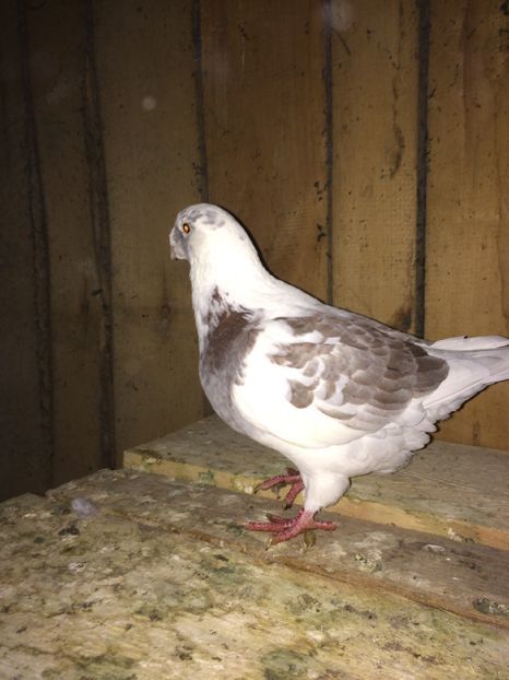  - Porumbei voiajori americani