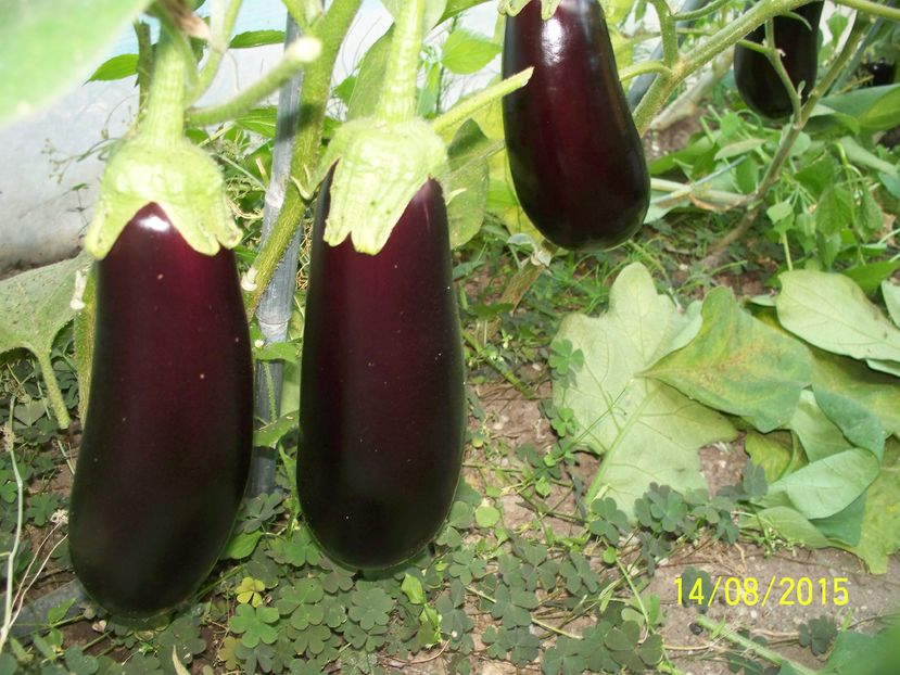 VINETE CLASSIC F1 (2)