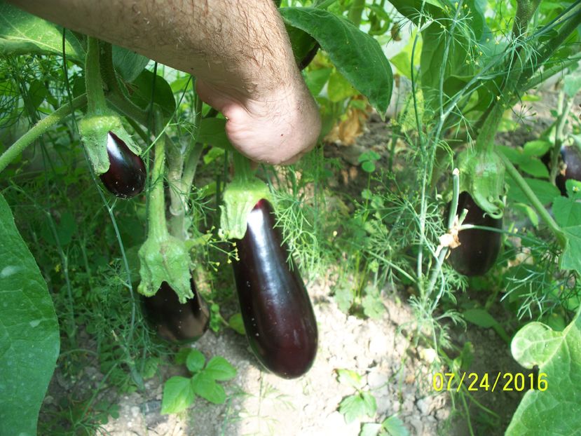 VINETE MIRVAL F1 (1)