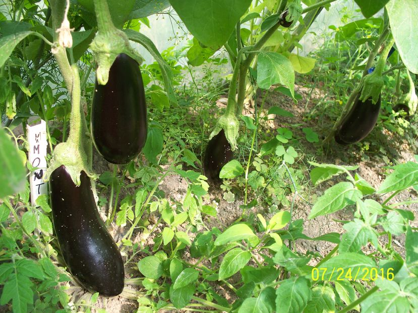 VINETE MIRVAL F1 (10)