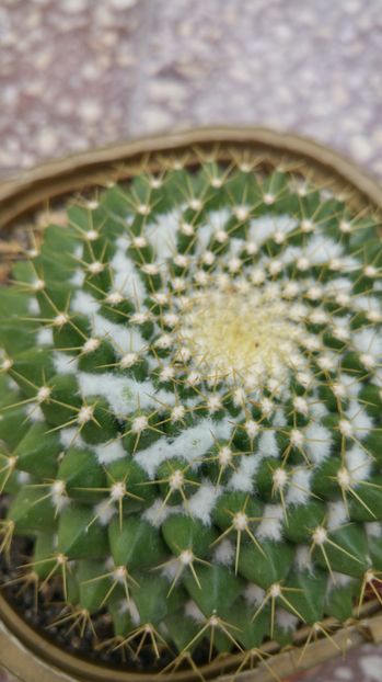 Mammillaria marksiana