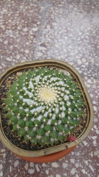 Mammillaria marksiana