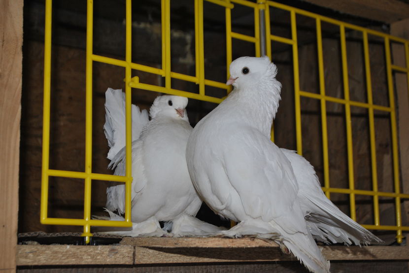 perechea mea preferata de reproducatori - Siberieni