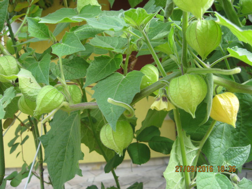 Picture 7469 - 3 PHYSALIS PERUVIANA