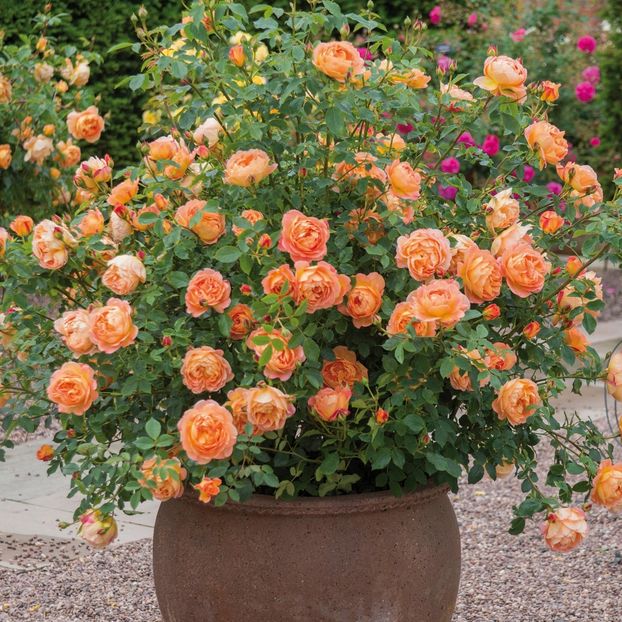 lady_of_shalott