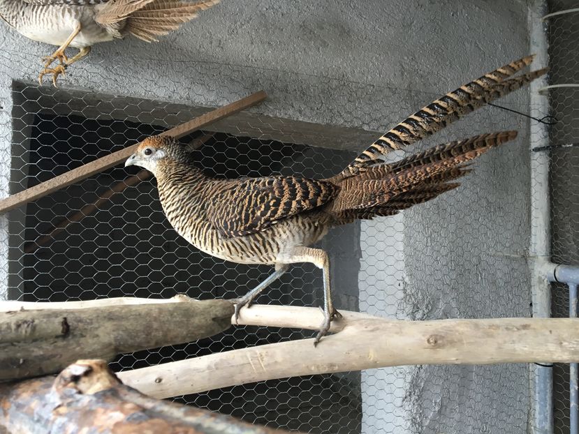 Cea mai frumoasa tu esti; Cea mai frumoasa tu esti
