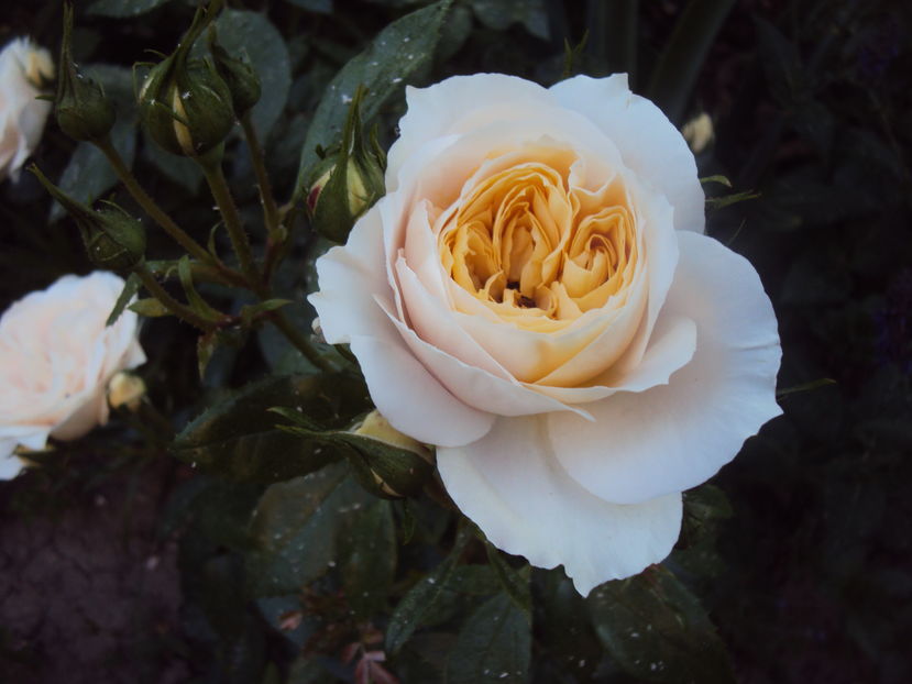 Lions Rose - 1 TRANDAFIRI PREMIATI