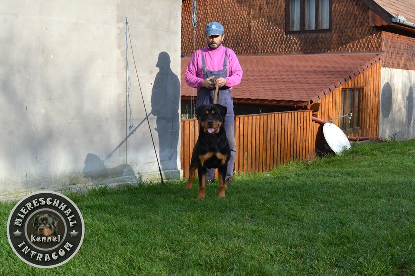 Femela Rottweiler - Elly Miereschhall Intracom - SOLD in UK